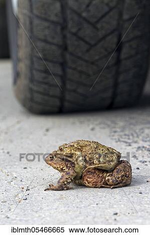 Common toad (Bufo bufo), green toad Pair in amplexus in front of car tyres crossing the road to the breeding pond in spring View Large Photo Image Stock Photography - Common toad (Bufo bufo), green toad Pair in amplexus in front of car tyres crossing the road to the breeding pond in spring. Fotosearch
