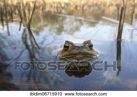 Common toad (bufo bufo) in spawning waters, Bielefeld, North Rhine-Westphalia View Large Photo Image Stock Image - Common toad (bufo bufo) in spawning waters, Bielefeld, North Rhine-Westphalia. Fotosearch