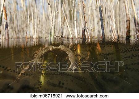 Common toad (bufo bufo) in spawning waters, Bielefeld, North Rhine-Westphalia View Large Photo Image Stock Image - Common toad (bufo bufo) in spawning waters, Bielefeld, North Rhine-Westphalia. Fotosearch