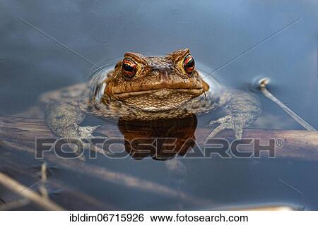 Common toad (bufo bufo) in spawning waters, Bielefeld, North Rhine-Westphalia View Large Photo Image Stock Photograph - Common toad (bufo bufo) in spawning waters, Bielefeld, North Rhine-Westphalia. Fotosearch