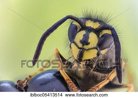 Common wasp (Vespula vulgaris) on blackberry, Hannover, Lower Saxony, Germany, Europe View Large Photo Image Picture - Common wasp (Vespula vulgaris) on blackberry, Hannover, Lower Saxony, Germany, Europe. Fotosearch