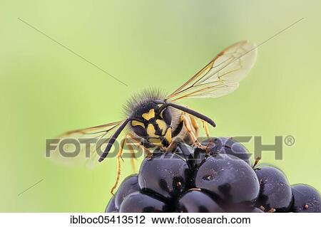 Common wasp (Vespula vulgaris) on blackberry, Hannover, Lower Saxony, Germany, Europe View Large Photo Image Stock Image - Common wasp (Vespula vulgaris) on blackberry, Hannover, Lower Saxony, Germany, Europe. Fotosearch