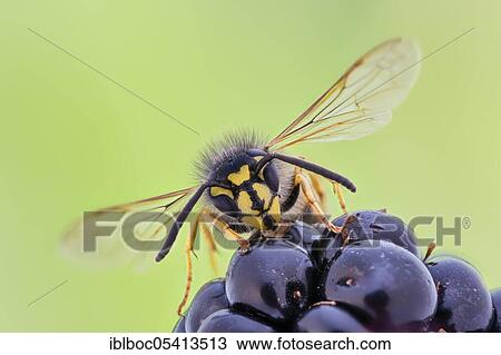 Common wasp (Vespula vulgaris) on blackberry, Hannover, Lower Saxony, Germany, Europe View Large Photo Image Stock Image - Common wasp (Vespula vulgaris) on blackberry, Hannover, Lower Saxony, Germany, Europe. Fotosearch
