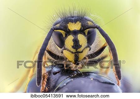 Stock Image - Common wasp (Vespula vulgaris) on blackberry, Hannover, Lower Saxony, Germany, Europe. Fotosearch