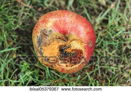 Common wasp (Vespula vulgaris) on apple, Germany, Europe View Large Photo Image Stock Photo - Common wasp (Vespula vulgaris) on apple, Germany, Europe. Fotosearch