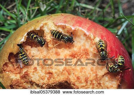 Stock Photo - Common wasp (Vespula vulgaris) on apple, Germany, Europe. Fotosearch