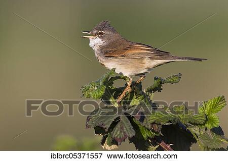 Stock Photo - Common whitethroat (Sylvia communis), male, Germany, Europe. Fotosearch