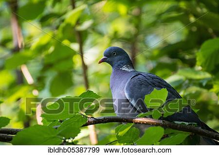 Common wood pigeon (Columba palumbus), Darß, Darßwald, Mecklenburg-Western Pomerania, Germany, Europe View Large Photo Image Stock Photo - Common wood pigeon (Columba palumbus), Darß, Darßwald, Mecklenburg-Western Pomerania, Germany, Europe. Fotosearch
