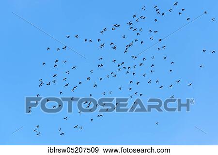 Common wood pigeons (Columba palumbus) in flight, Lower Saxony, Germany, Europe View Large Photo Image Stock Photo - Common wood pigeons (Columba palumbus) in flight, Lower Saxony, Germany, Europe. Fotosearch