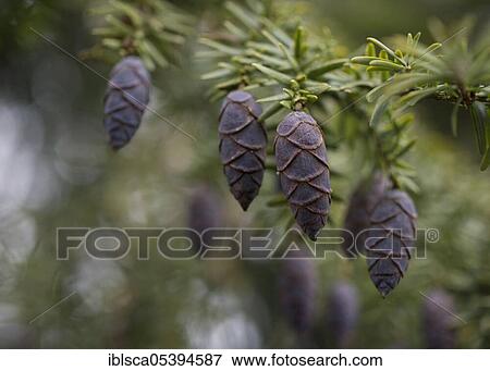 Stock Photo - Cone, serbian spruce (Picea omorika), Schwäbisch Hall, Hohenloher Land, Baden-Württemberg, Heilbronn-Franken, Germany, Europe. Fotosearch