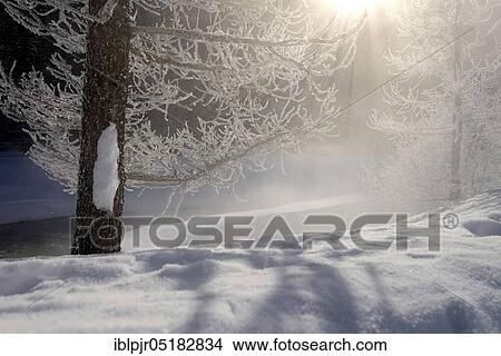 Conifer, Switzerland, Europe View Large Photo Image Picture - Conifer, Switzerland, Europe. Fotosearch