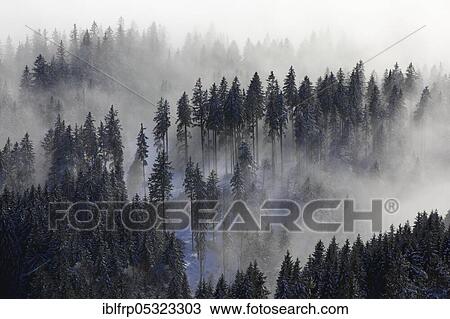 Stock Image - Coniferous forest, Appenzell, Switzerland, Europe. Fotosearch