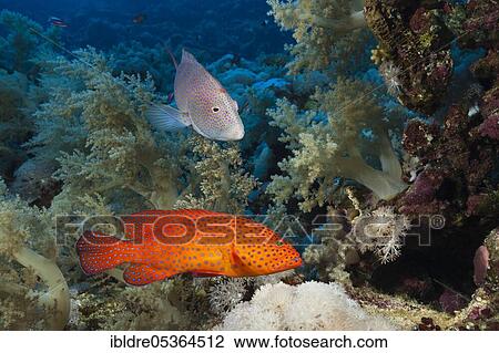 Stock Image - Coral Grouper and Lyretail Grouper (Cephalopholis miniata), Elphinstone, Red Sea, Egypt, Africa. Fotosearch
