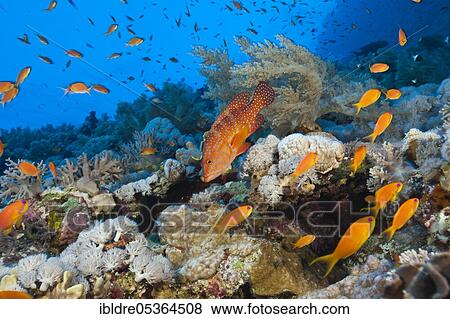 Stock Photo - Coral Grouper over Coral Reef (Cephalopholis miniata), Elphinstone, Red Sea, Egypt, Africa. Fotosearch