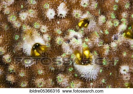 Coral hermit crabs, Paguritta sp., Russell Islands, Solomon Islands, Oceania View Large Photo Image Stock Photograph - Coral hermit crabs, Paguritta sp., Russell Islands, Solomon Islands, Oceania. Fotosearch