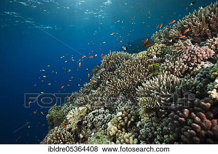 Stock Photo - Corals on reef top, Rocky Island, Red Sea, Egypt, Africa. Fotosearch