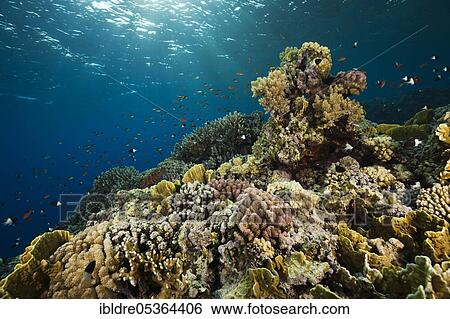 Stock Photograph - Corals on reef top, Rocky Island, Red Sea, Egypt, Africa. Fotosearch