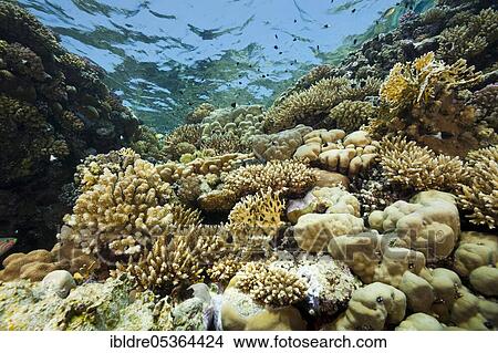 Picture - Corals on reef top, St. Johns, Red Sea, Egypt, Africa. Fotosearch