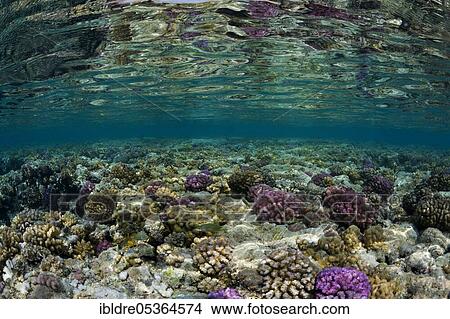 Corals on reef top, Zabargad, Red Sea, Egypt, Africa View Large Photo Image Picture - Corals on reef top, Zabargad, Red Sea, Egypt, Africa. Fotosearch