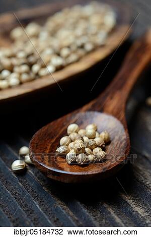 Stock Image - Coriander ( Coriandrum sativum) seed. Fotosearch