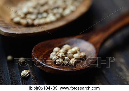 Coriander ( Coriandrum sativum) seed View Large Photo Image Stock Image - Coriander ( Coriandrum sativum) seed. Fotosearch