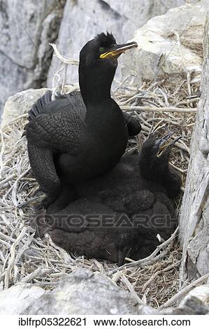 Stock Image - Cormorant, Phalacrocorax aristotelis, Shag. Fotosearch