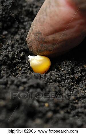 Stock Photography - Corn kernels are put into soil, planted. Fotosearch