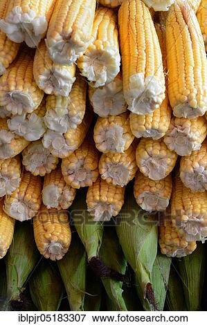 Stock Photo - Corn on the cob (Zea mays). Fotosearch