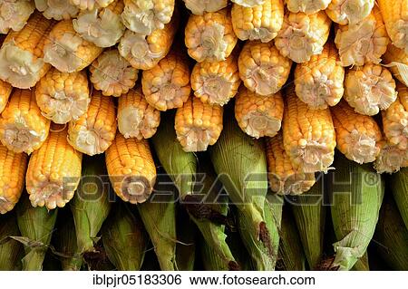 Corn on the cob (Zea mays) View Large Photo Image Stock Photograph - Corn on the cob (Zea mays). Fotosearch