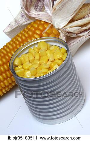 Corn (Zea mays) canned View Large Photo Image Stock Image - Corn (Zea mays) canned. Fotosearch