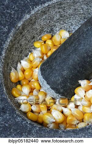 Stock Image - Corn (Zea mays) grains, mortar, mortar. Fotosearch