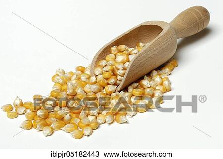 Stock Image - Corn (Zea mays) grains, shovel. Fotosearch