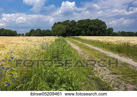 Stock Image - Cornflower (Centaurea cyanus) an Feldrand, Oldenburger Münsterland, Lower Saxony, Germany, Europe. Fotosearch