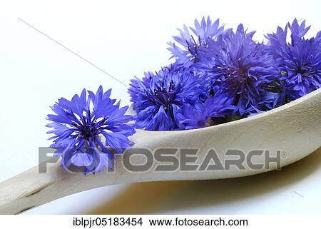 Cornflower (Centaurea cyanus) flowers in wooden ladle View Large Photo Image Picture - Cornflower (Centaurea cyanus) flowers in wooden ladle. Fotosearch