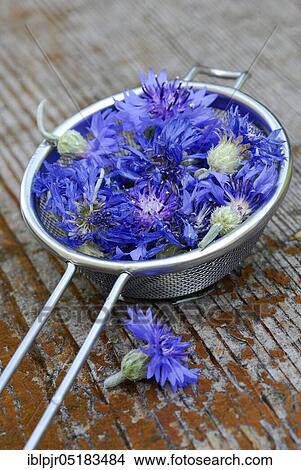Picture - Cornflowersflower (Centaurea cyanus), flowers in sieve. Fotosearch