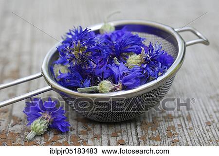 Stock Image - Cornflowersflower (Centaurea cyanus), flowers in sieve. Fotosearch