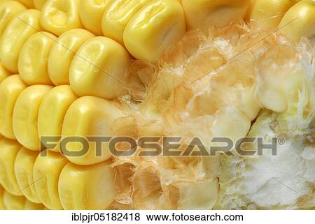 Corngrains (Zea mays) in flask View Large Photo Image Stock Photo - Corngrains (Zea mays) in flask. Fotosearch