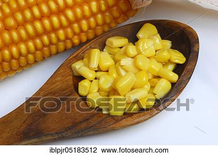 Corngrains (Zea mays) View Large Photo Image Stock Image - Corngrains (Zea mays). Fotosearch