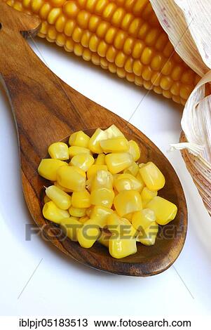Stock Image - Corngrains (Zea mays). Fotosearch