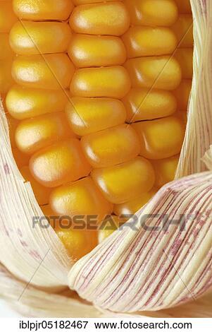 Cornpiston (Zea mays) View Large Photo Image Stock Photo - Cornpiston (Zea mays). Fotosearch