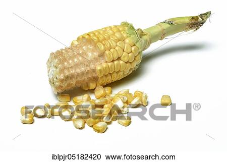 Stock Image - Cornpistons (Zea mays) and grains. Fotosearch