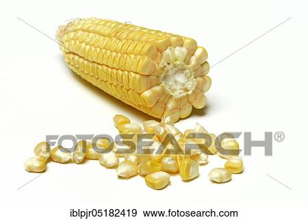 Cornpistons (Zea mays) and grains View Large Photo Image Stock Photo - Cornpistons (Zea mays) and grains. Fotosearch