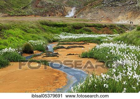 Cottongrass (Eriophorum) in geothermal area, mineral deposits, Reykjanesfolkvangur protected area, Iceland, Europe View Large Photo Image Stock Image - Cottongrass (Eriophorum) in geothermal area, mineral deposits, Reykjanesfolkvangur protected area, Iceland, Europe. Fotosearch