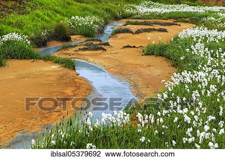 Cottongrass (Eriophorum) in geothermal area, mineral deposits, Reykjanesfolkvangur protected area, Iceland, Europe View Large Photo Image Stock Image - Cottongrass (Eriophorum) in geothermal area, mineral deposits, Reykjanesfolkvangur protected area, Iceland, Europe. Fotosearch