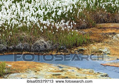 Cottongrass (Eriophorum) in geothermal area, mineral deposits, Reykjanesfolkvangur protected area, Iceland, Europe View Large Photo Image Stock Image - Cottongrass (Eriophorum) in geothermal area, mineral deposits, Reykjanesfolkvangur protected area, Iceland, Europe. Fotosearch