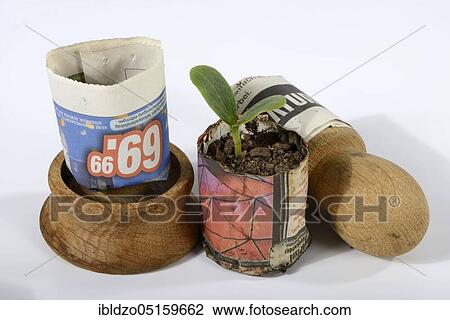 Courgette, seedling in paper pot (Cucurbita pepo var. giromontiina), seedling View Large Photo Image Stock Image - Courgette, seedling in paper pot (Cucurbita pepo var. giromontiina), seedling. Fotosearch