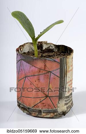 Courgette, seedling in paper pot (Cucurbita pepo var. giromontiina), seedling View Large Photo Image Stock Photo - Courgette, seedling in paper pot (Cucurbita pepo var. giromontiina), seedling. Fotosearch