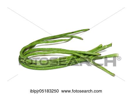 Cowpeas (Vigna unguiculata) bean, beans, Thai beans View Large Photo Image Stock Image - Cowpeas (Vigna unguiculata) bean, beans, Thai beans. Fotosearch