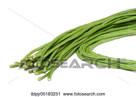 Cowpeas (Vigna unguiculata) bean, beans, Thai beans View Large Photo Image Stock Image - Cowpeas (Vigna unguiculata) bean, beans, Thai beans. Fotosearch