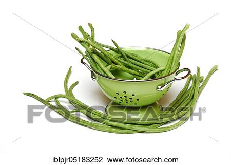 Cowpeas (Vigna unguiculata) bean, beans, Thai beans, carbon copy View Large Photo Image Stock Image - Cowpeas (Vigna unguiculata) bean, beans, Thai beans, carbon copy. Fotosearch